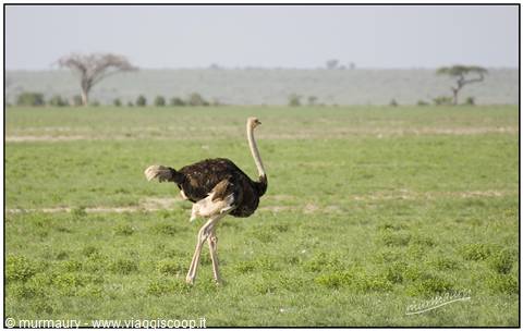Amboseli - ostrich
