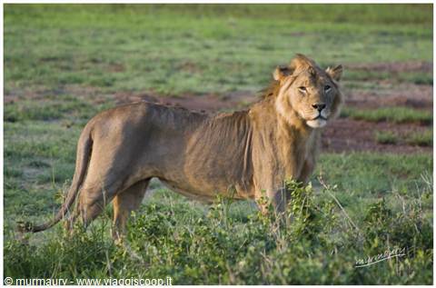 Amboseli - leon