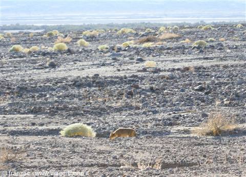 Death Valley - Un coyote