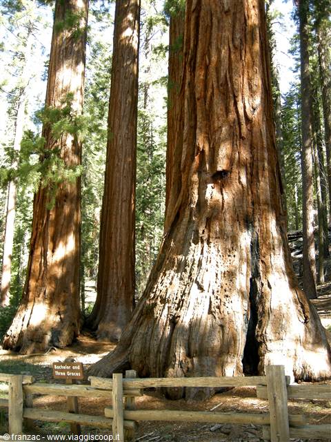 Yosemite National Park - Mariposa Groove - Le Sequoie