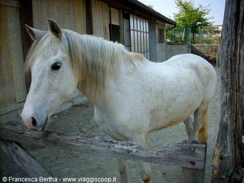 Un bel cavallo presso l'Agriturismo Ristorante Al Ghiottone 