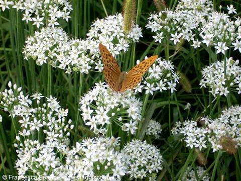 Cascina Molino Torrine: Una farfalla si posa sui fili di erba aglina