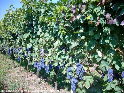 Grappoli d'uva nelle vigne dell'Azienda Agricola Bottazza