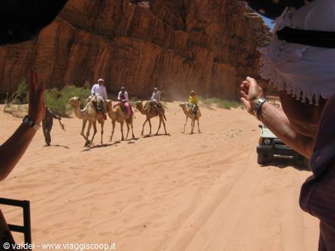 Cammelli nel deserto del Wady Rum