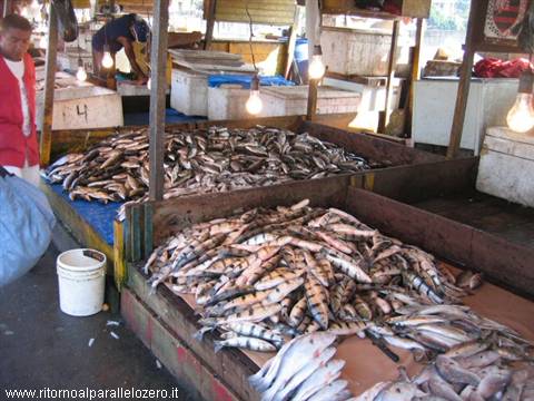 15000 specie di pesce