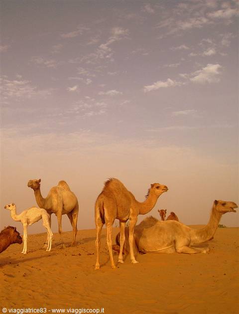 Safari Tour DESERT ADVENTURES TOURISM DUBAI
