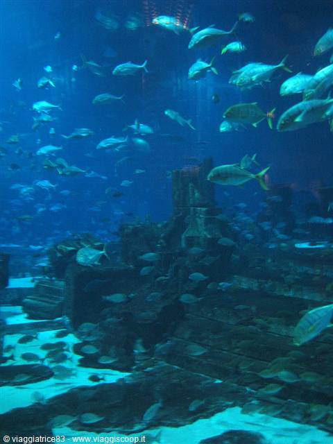 Acquario dell'Atlantis