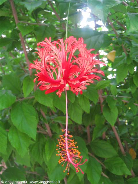 Japanese Lantern Hibiscus 