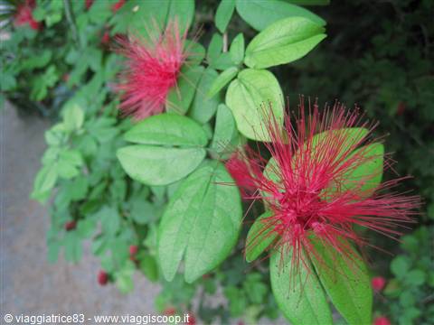 Red Powderpuff – Calliandra haematocephala