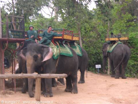 17 - Angkor - Phnom Bakheng - Elefanti