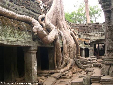 19 - Angkor - Ta Phrom - Alberi 2