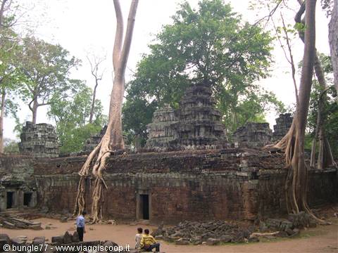 19 - Angkor - Ta Phrom - Alberi 3