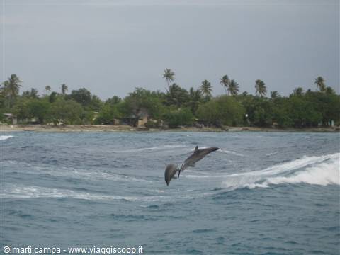 I delfini nella "pass" di Rangiroa