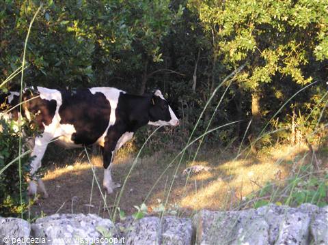 mucca al pascolo