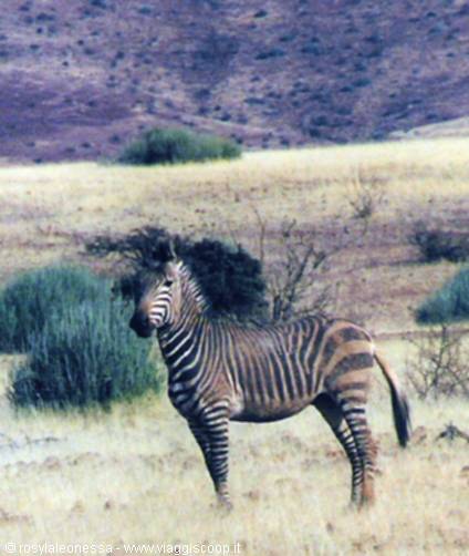 esemplare maschio di zebra di montagna