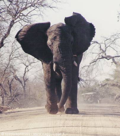 l'elefante che insegue la nostra jeep...