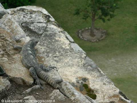 Iguana sulla Piramide di Chichen Itzà
