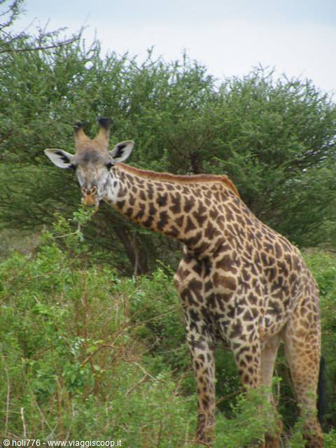 giraffa curiosa