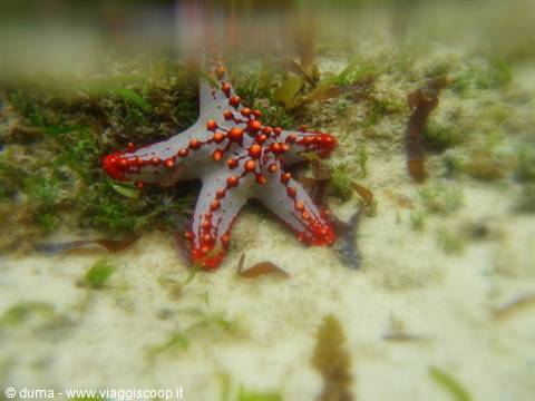 una stella marina enorme