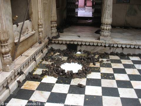 Deshnok - Karni Mata Temple