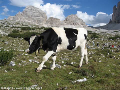Mucca al pascolo, sullo sfondo il Monte Paterno
