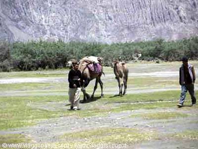 cammelli nella valle di hundar