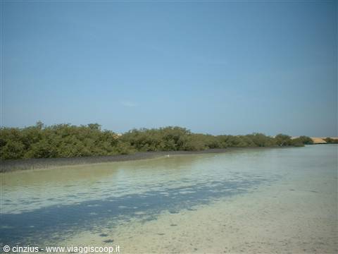 Foresta delle Mangrovie.. 