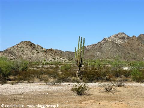 paesaggio con cactus