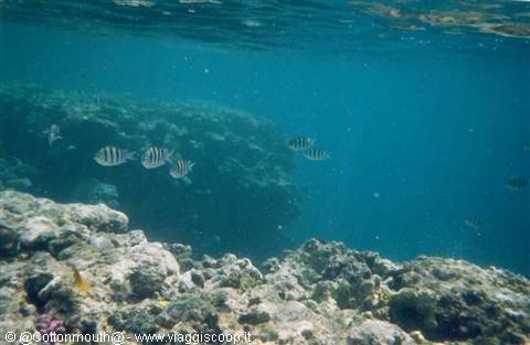 Sharm - La magnifica barriera corallina