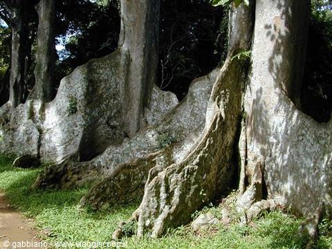 albero piede d'elefante giardino botanico a kandy