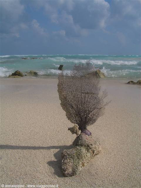 corallo sulla spiaggia