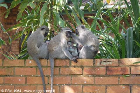 le tre scimmie