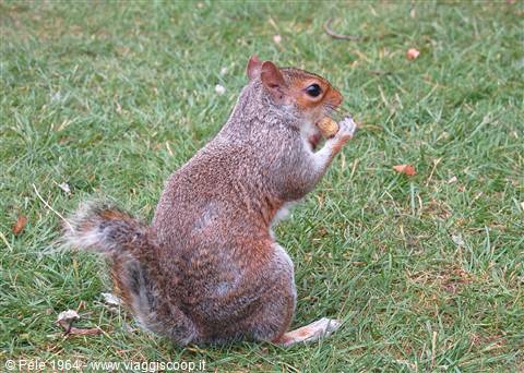 scoiattoli ad Hyde Park