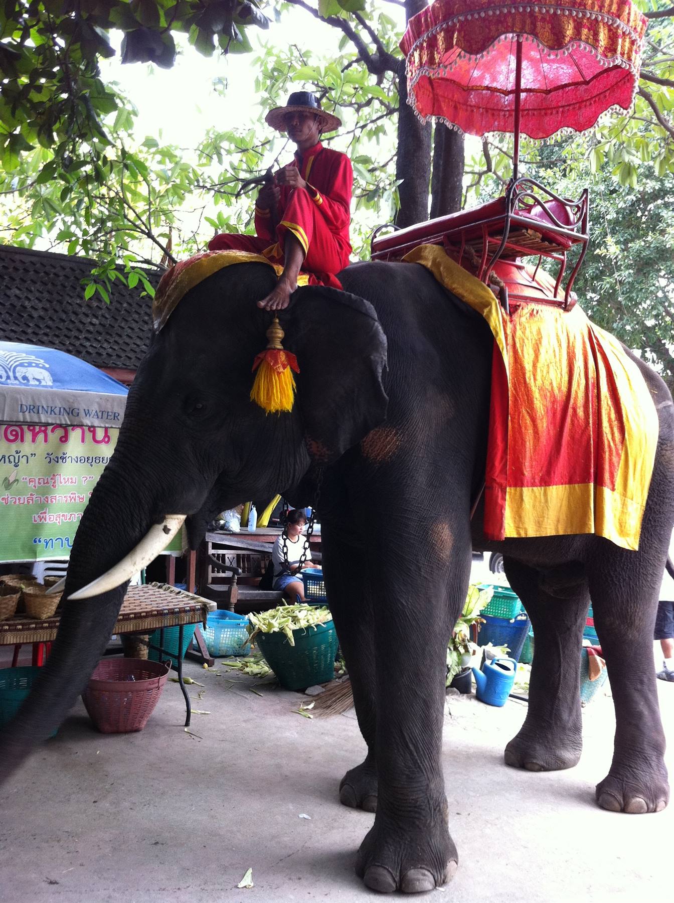 Elephant in red and gold cloths, mahout in traditional costume on its neck