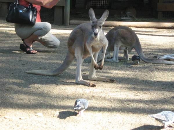 Crouching tourist photographs two kangaroos on shaded sandy ground
