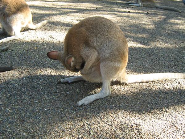 Kangaroo grooming its pouch on gravel ground, others resting in shade