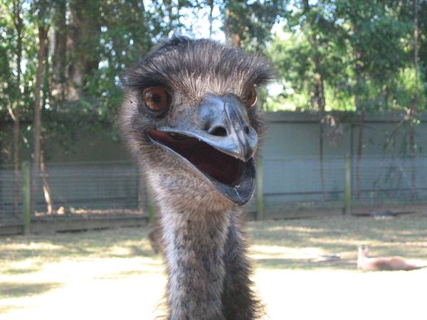 Emu with open beak stares at the camera in a grassy enclosure
