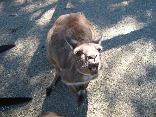 Brown kangaroo looking up, mouth open, on shaded gravel ground
