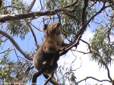 Koala clinging to a eucalyptus branch, looking up at the sky