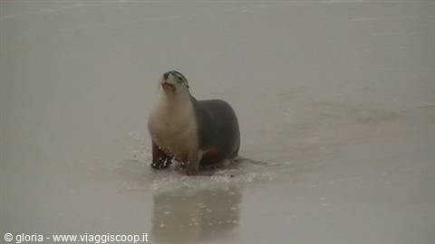 Sea lion standing in shallow water, looking upward