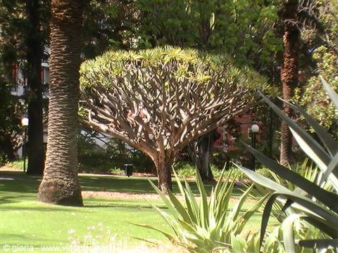 Branched dragon tree in a green park among palms and agaves