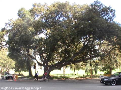 Huge old fig tree shading a city street with cyclist and cars