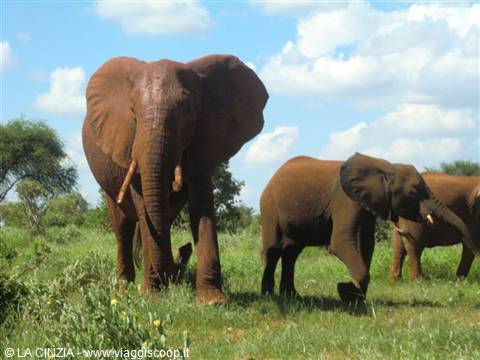 SAFARI IN TSAVO EAST