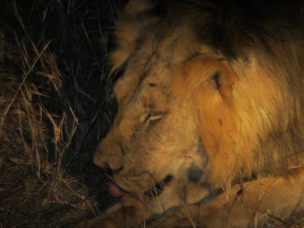 THE NIGHT SAFARI AT TAITA HILLS
