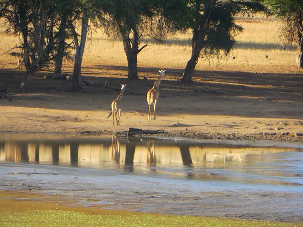 THE GIRAFFES