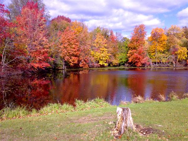 Red and orange autumn trees reflect in a lake, tree stump on grass