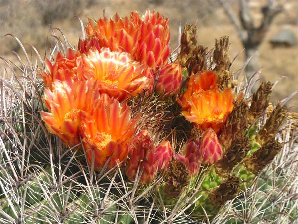 Cacti in the Phoenix desert