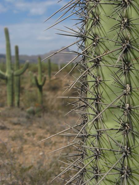 Spine del saguaro in primo piano, altri cacti nel deserto dietro