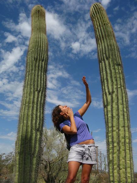 Turista azzurra accarezza due alti saguaro sotto il cielo di Phoenix