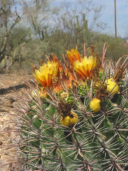 Cactus barile in fiore giallo e arancio nel deserto di Phoenix
